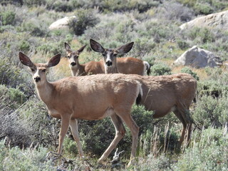 Naklejka na ściany i meble Mule deer roaming through the sagebrush meadows in the Sierra Nevada Mountains, Mono County, California. 