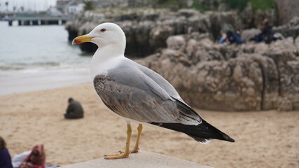 Lisbon, Portugal - Seagull at praia da rainha in cascais district