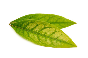 Bay leaves, isolated on white background
