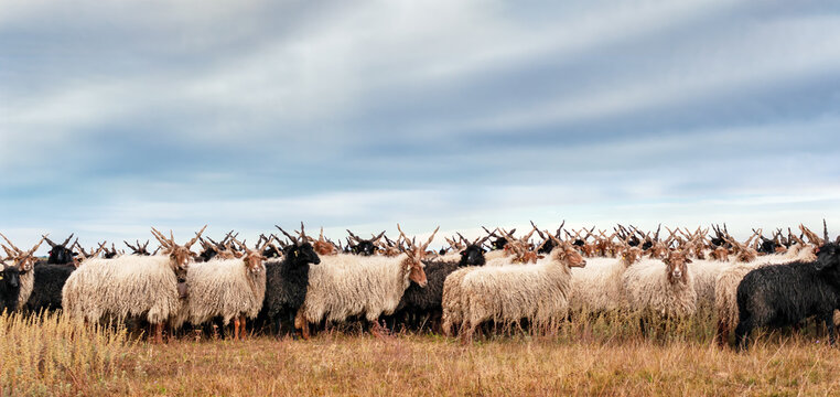 Racka sheep Hortobagy National Park, Hungary