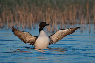 Common Loon wing stretch taken in central MN