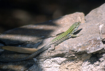 lizard on the rock