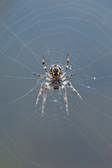 Spider in its web. Spain. Europe