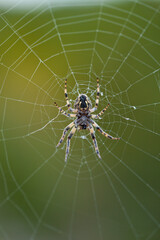 Spider in its web. Spain. Europe