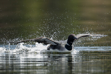 Common Loon adult landing on lake Taken in central MN