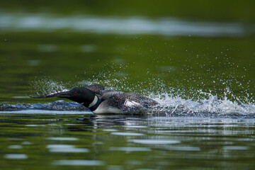 Fototapeta premium Common Loon landing on lake taken in central MN
