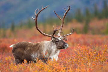 Caribou in tundra taken in Denali National Park, Alaska © Stan
