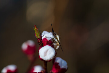 Close-up nature with insect on apricot flower