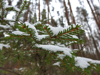 Spruce under the snow