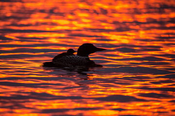 Common Loon adult taken in central MN