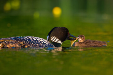 Common Loon adult feeding young taken in central MN