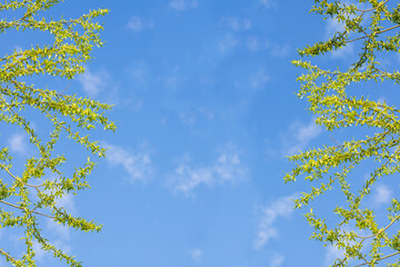 Natural spring background with sky and willow twigs
