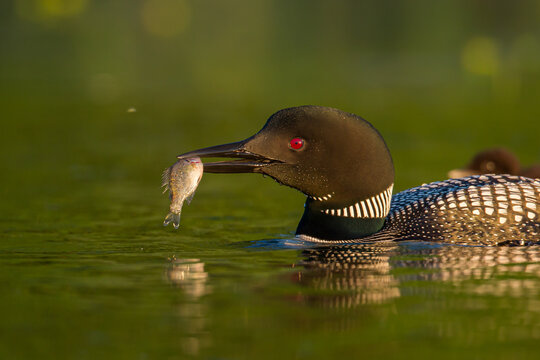Common Loon adult feeding young taken in central MN