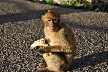 Monkey with banana