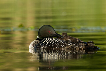 Common Loon adult feeding young taken in central MN