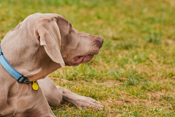 Beautiful Vizsla dog lies in the grass