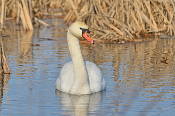 Swan on a winter pond. © Tomasz Warszewski