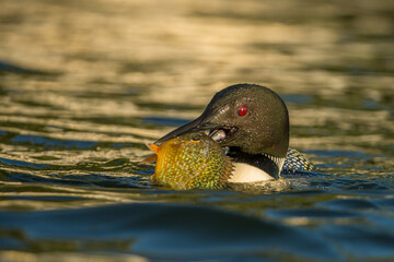 Common Loon with sunfish taken in central MN