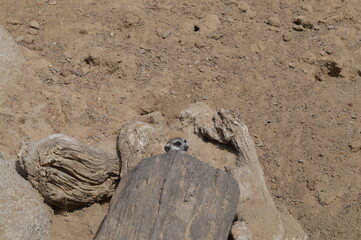 una pequeña suricata escondida en el desierto