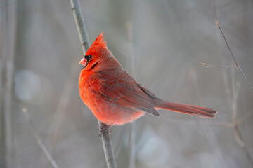 Cardinal in Profile