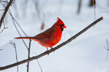 Northern Cardinal on a Branch in Winter