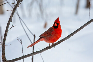 Perching Northern Cardinal