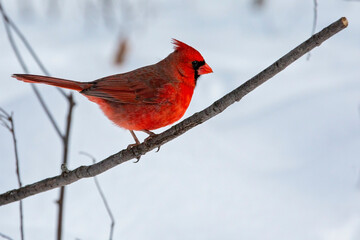 Cardinal in Winter