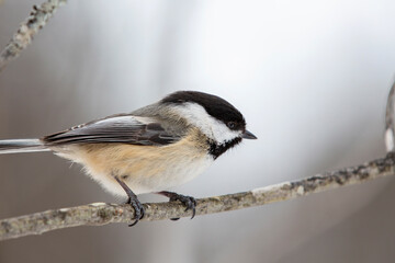 Chickadee in Profile