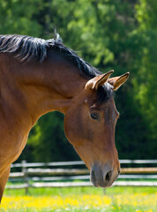 Portrait of a brown horse's head on the paddock