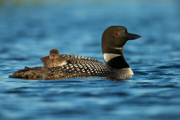 Common Loon adult wtih baby on back taken in central MN