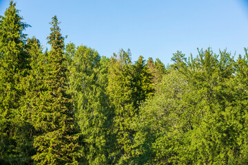 Fototapeta na wymiar Gorgeous natural background showing green tree tops on blue sky. Sweden.