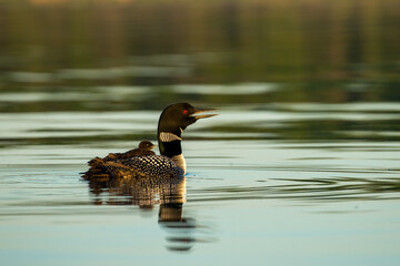 Common Loon adult wtih baby on back taken in central MN