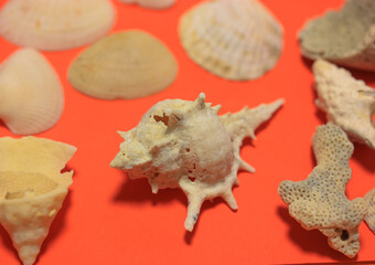 White seashells on a red background flatly. Marine themed background top view.
