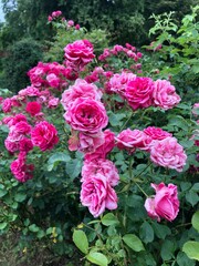 pink and white roses