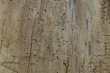 otwory korników w starym pniu