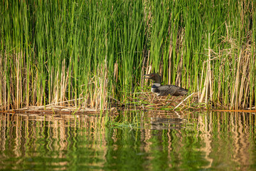 Common Loon nesting taken in central MN