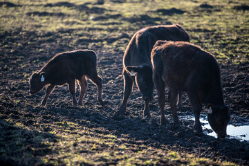 Fototapeta na wymiar calf and cattle on field in sunshine