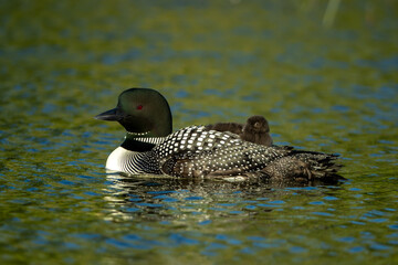 Common Loon adult wtih baby on back taken in central MN