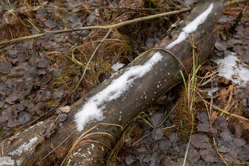 The tree trunk on the ground is covered by the first snow in the forest.