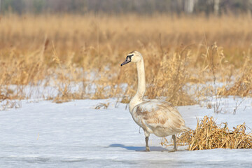 Swan on a winter pond.