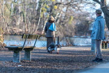 curious geese walking behind woman