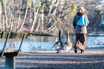 Grey goose walking after woman with bag