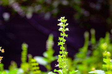 flower in the garden