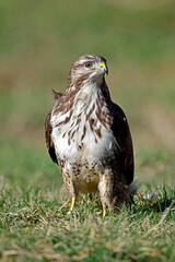 Mäusebussard (Buteo buteo) // Common buzzard
