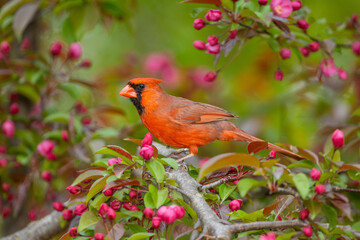Northern Cardinal taken in southern MN