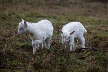 Naklejka na ściany i meble Two young little white goats graze in a meadow late in the fal