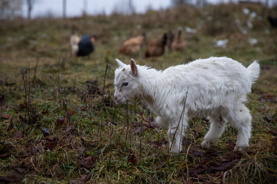 A young little white goat grazes in a meadow late in the fall.