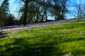 lavender field in spring