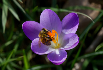 Pollination: Honey bee on violet crocus with saffron-colored stamens