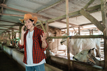 Obraz na płótnie Canvas a farmer wearing a cowboy hat make a calling using a smartphone on a cow farm background